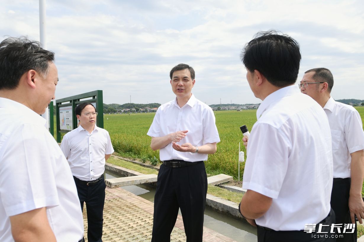 周海兵深入回龙铺镇的田间地头开展巡田。  长沙晚报全媒体记者 郭雨滴 摄