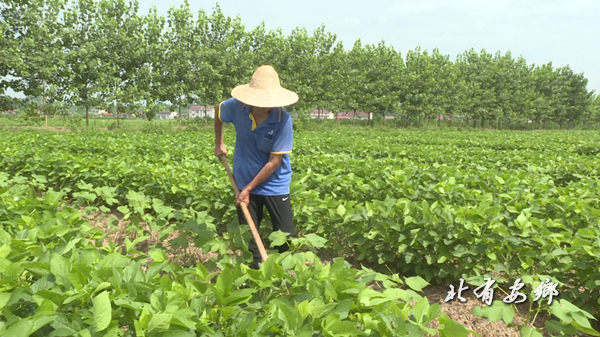 棉花大豆2.jpg