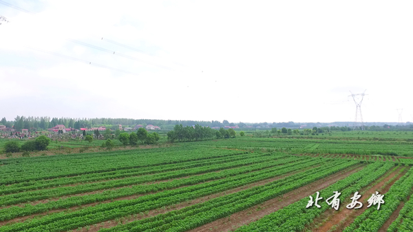 棉花大豆5.jpg