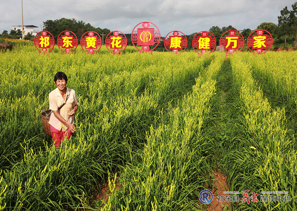 祁东黄花 康健万家-胡春雷摄.JPG