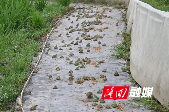 DSC_8971 - 副本.JPG