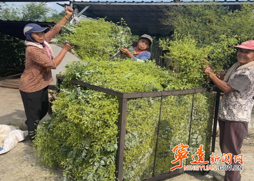 宁远：槐米成致富“金米”  陈安金槐迎丰收_副本_副本500.jpg