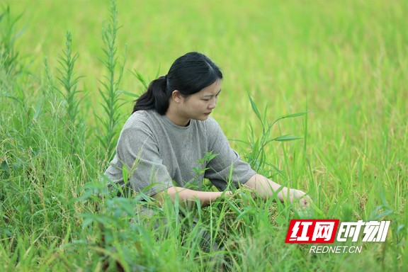 汤庆正在观察水稻成色.jpg