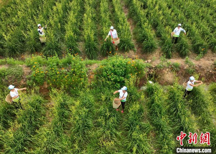 年产40万吨闯荡“一带一路”市场 祁东黄花菜香飘世界