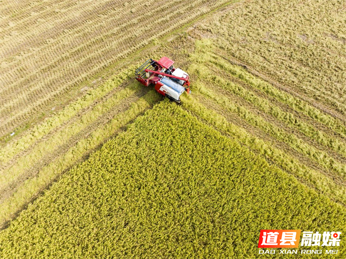 组图新闻｜湖南道县：三伏天里“双抢”忙02_副本.png