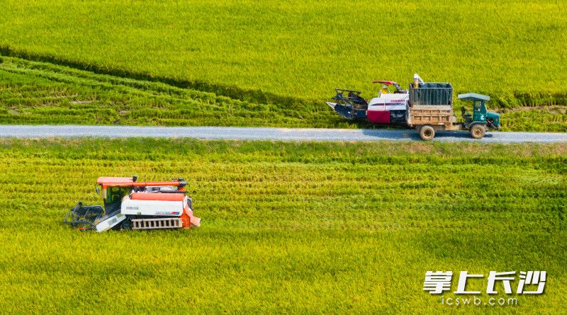 13日下午，长沙市粮食生产“四高”试验示范区暨粮食生产万亩综合示范片早稻测产活动在浏阳沙市镇河背村举行。