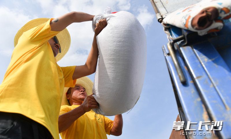 村民们正顶着烈日装袋上车。
