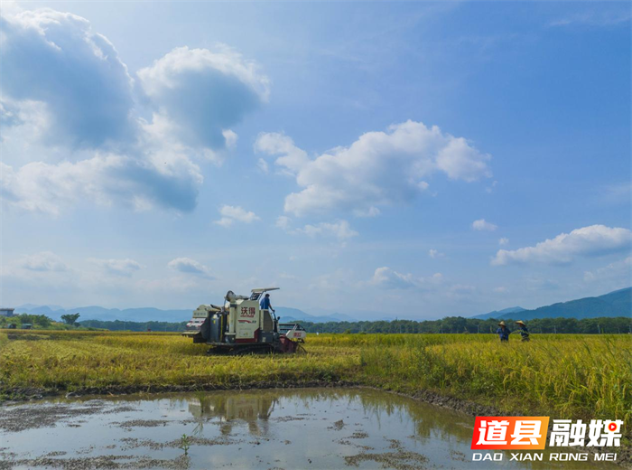 组图新闻｜湖南道县：三伏天里“双抢”忙01_副本.png