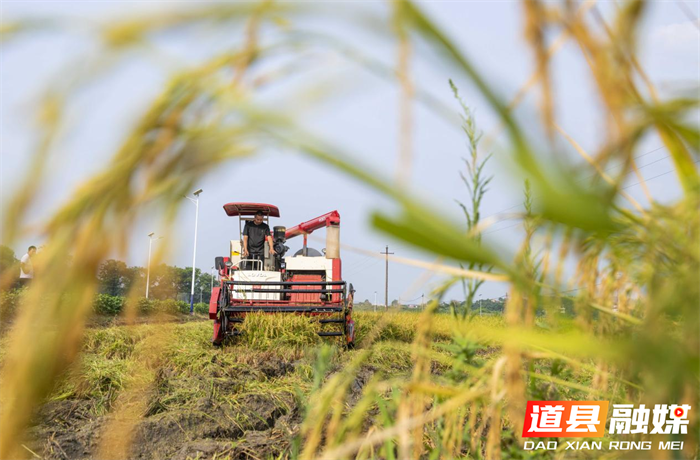 组图新闻｜湖南道县：三伏天里“双抢”忙03_副本.png