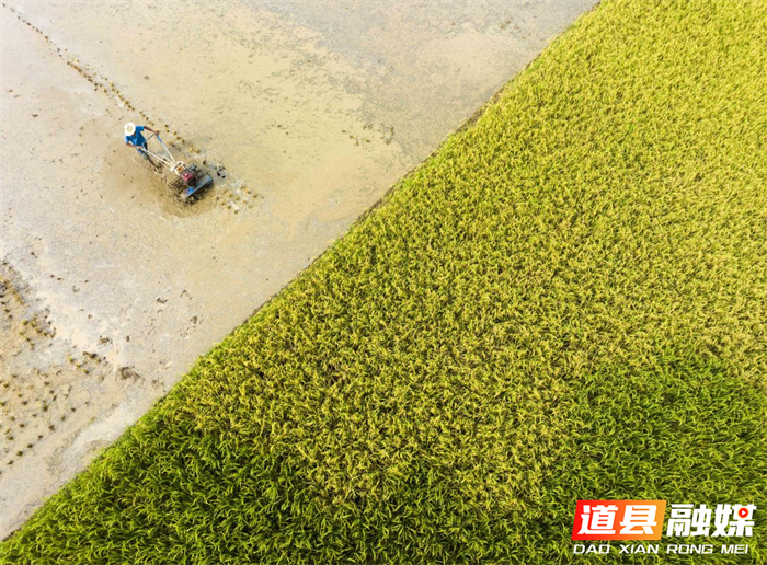 组图新闻｜湖南道县：三伏天里“双抢”忙05_副本.png