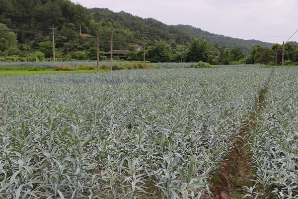 百合种植基地_副本.jpg