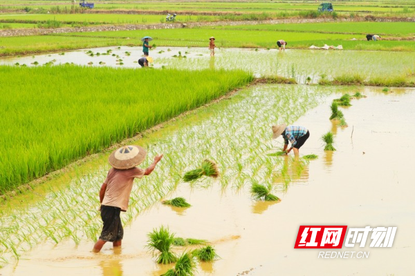 湖南新田：夏日晚稻插秧忙03.jpg