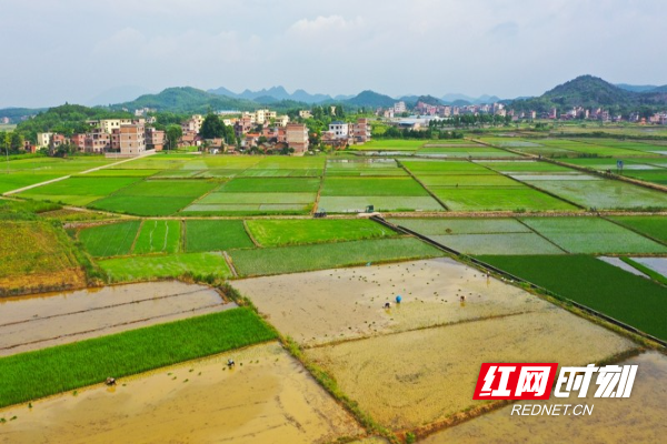 湖南新田：夏日晚稻插秧忙08.jpg