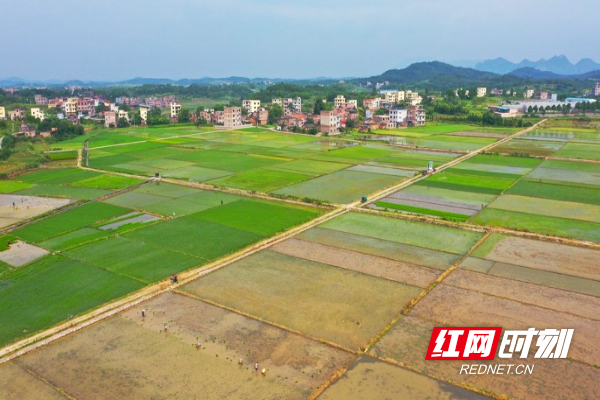 湖南新田：夏日晚稻插秧忙10.jpg