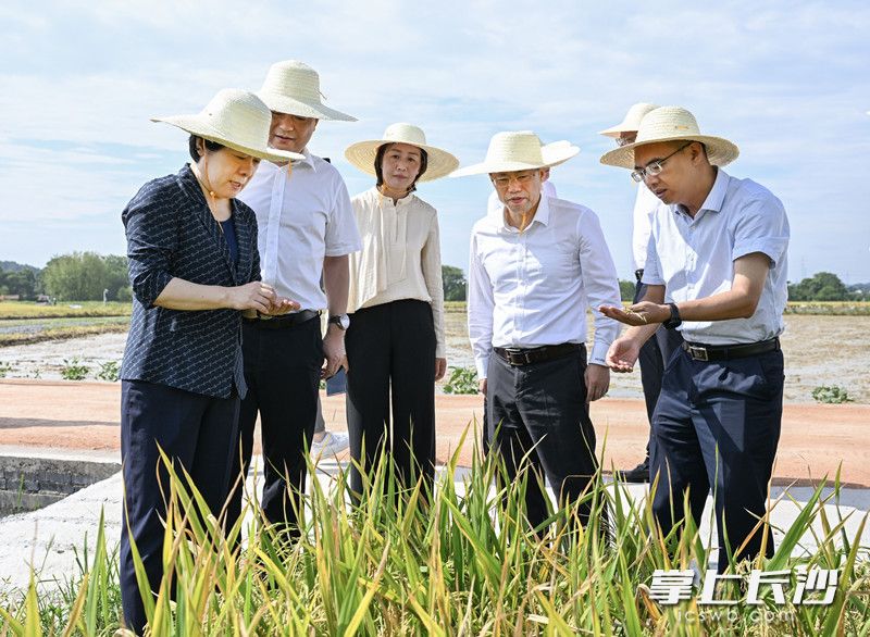 7月18日上午，省委常委、市委书记吴桂英来到长沙县青山铺镇洪河村调研粮食生产工作。均为长沙晚报全媒体记者 余劭劼 摄