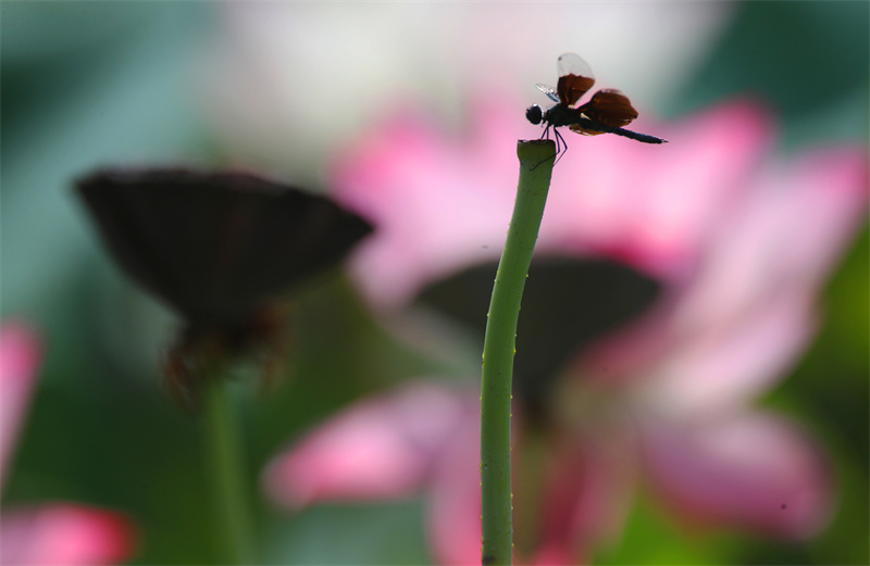 2023年7月16日，一只黑丽翅蜻在湖南省衡阳师范学院的荷塘里停留。曹正平摄