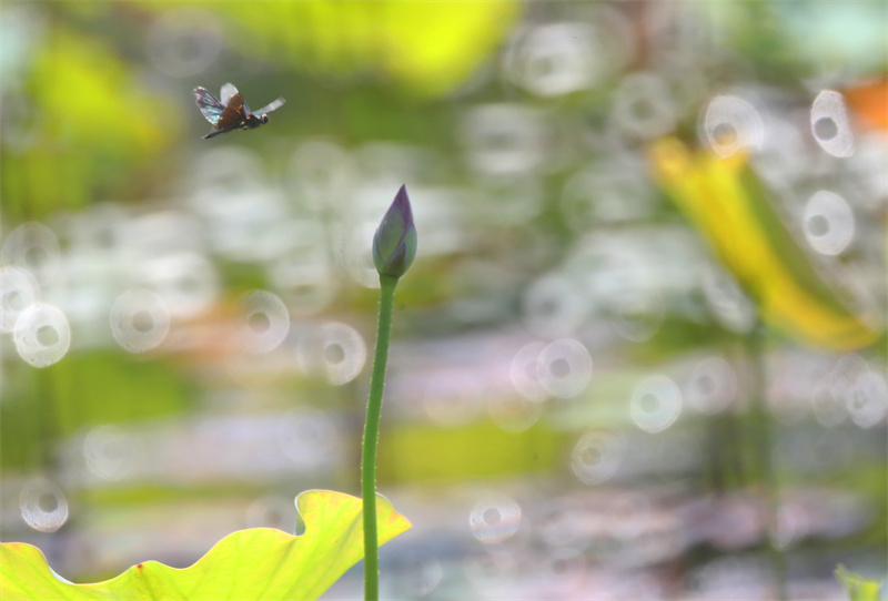 2023年7月16日，一只黑丽翅蜻在湖南省衡阳师范学院的荷塘里飞舞。曹正平摄