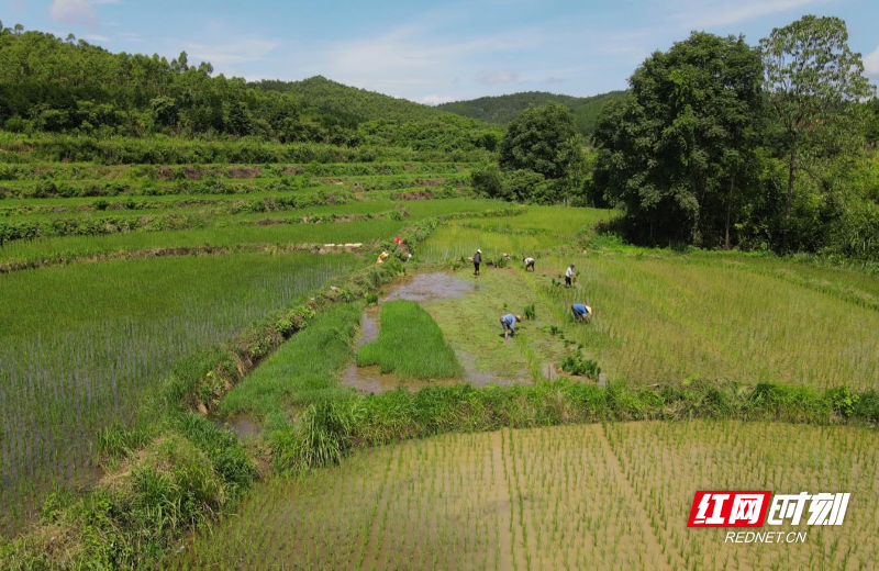 种粮大户李春龙天上在插田