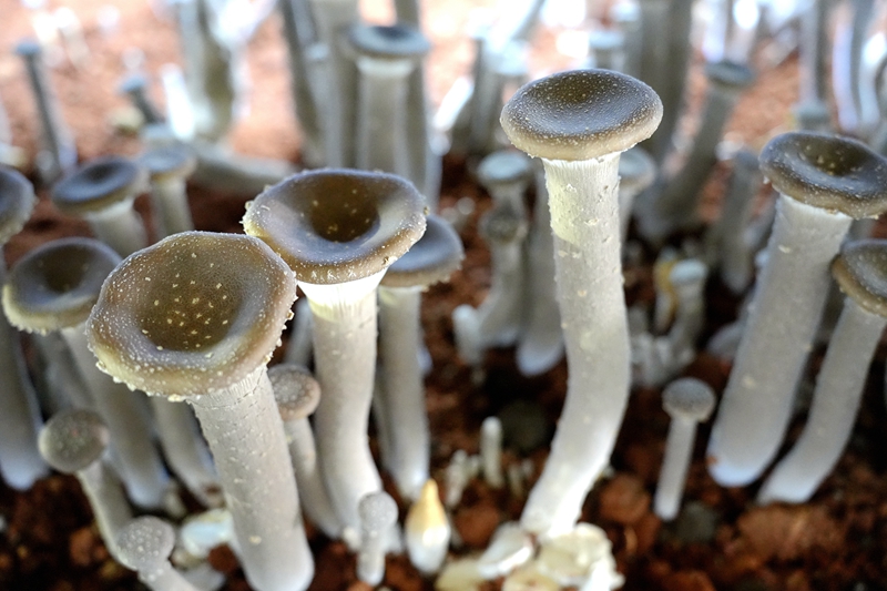 DSC00966_副本_副本_副本.jpg
