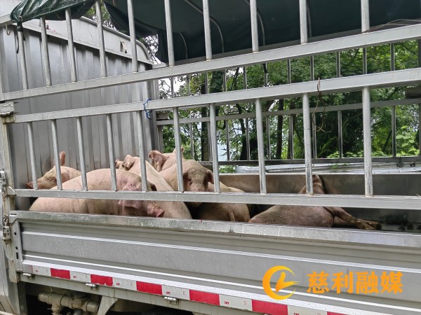 病死猪.jpg 病死猪.jpg