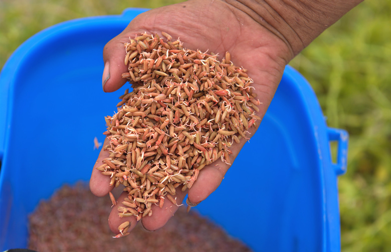 即将播种的稻芽。人民网记者 刘宾摄