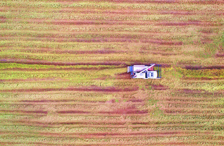 早稻收割忙。人民网记者 刘宾摄