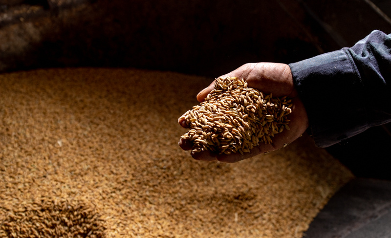 稻谷满仓。张奇涛摄