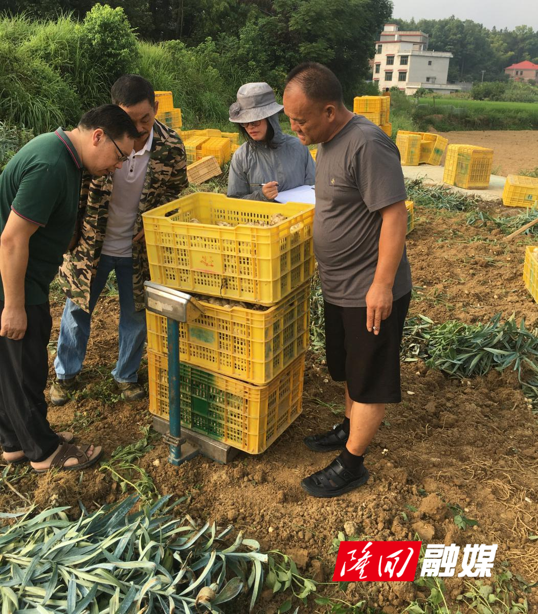 隆回县“隆优1号”百合新品种喜获丰收(图2)