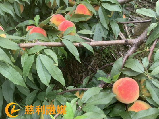 图片(3).png