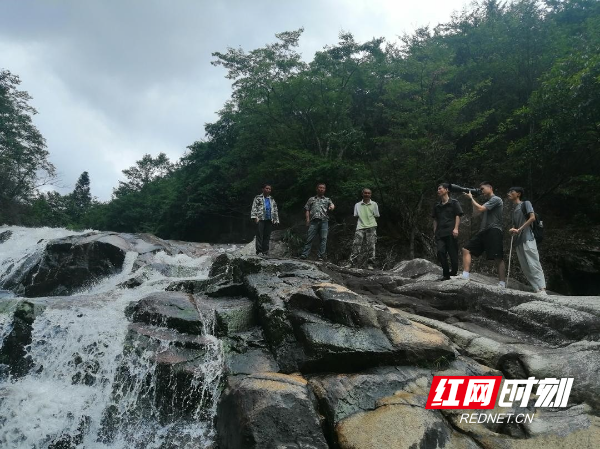 湖南南山国家公园发现湖南省新记录种云开脊蛇1.jpg