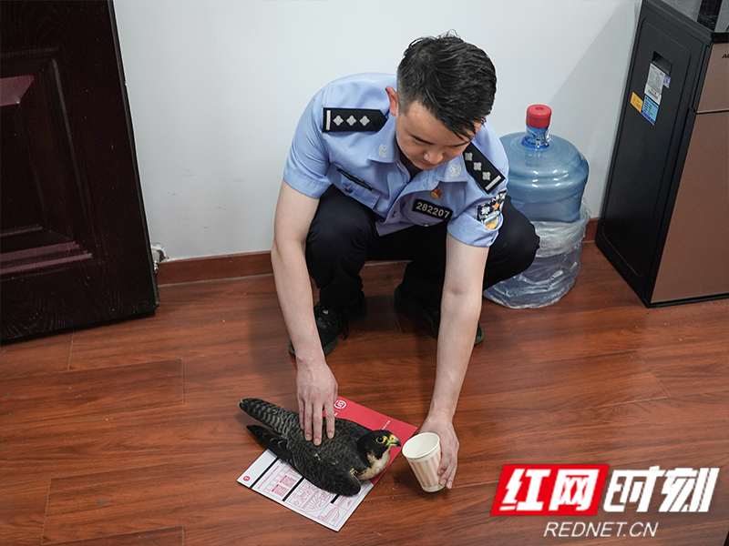 民警为鸟类喂水.jpg