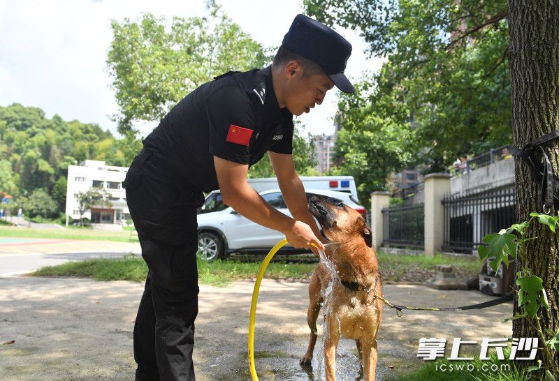 队员正在给警犬冲凉降温解暑。