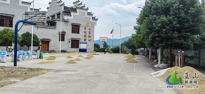 蓝山：早稻抢收、晚稻抢种 “双抢”农事忙1.jpg