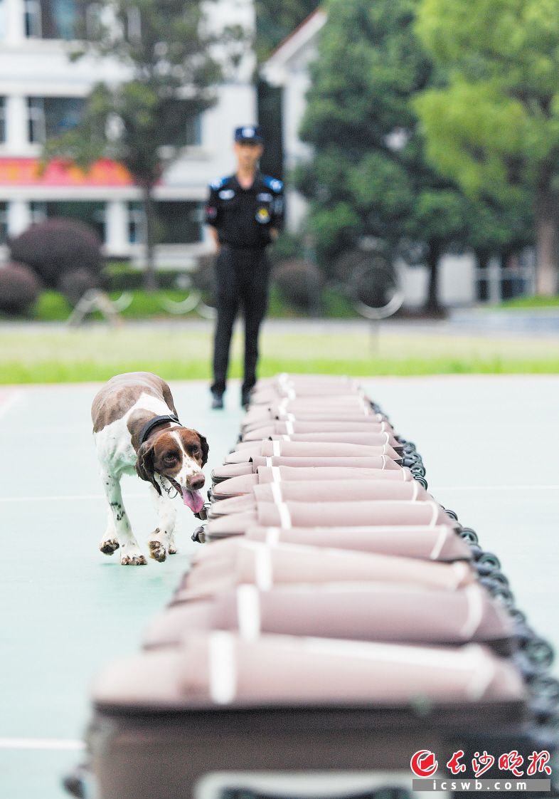 队员在训练警犬搜索易爆物品。均为长沙晚报全媒体记者邹麟摄