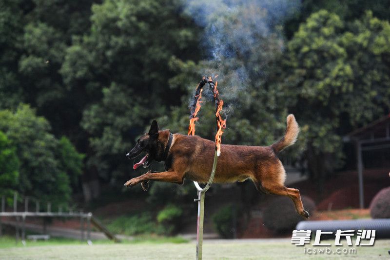 警犬跳过火圈