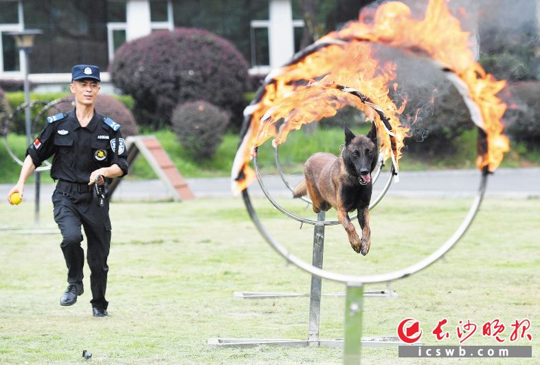 8月3日，在长沙市公安局警犬训练基地，队员在训练警犬跳火圈。