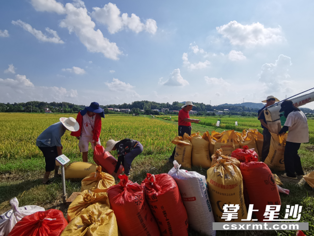 工作人员将现场机收的稻谷进行打包装袋。