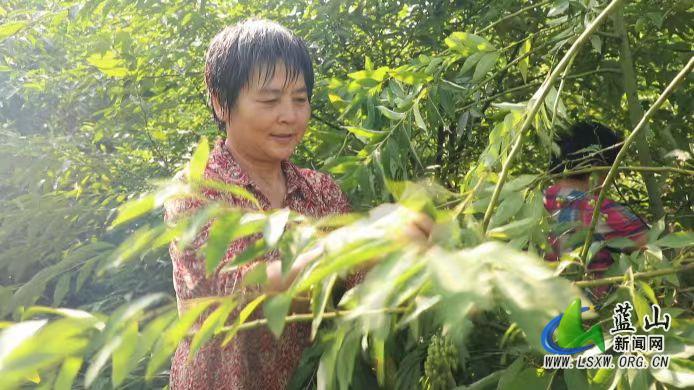 新圩镇：小小山苍子 增收“金果果”3.jpg