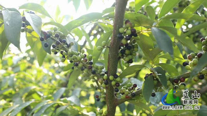 新圩镇：小小山苍子 增收“金果果”1.jpg