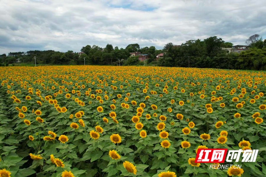 东安县：深植特色产业 助力乡村振兴1_副本.jpg