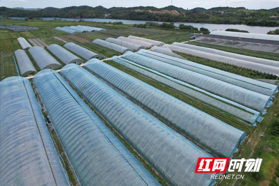 东安县：深植特色产业 助力乡村振兴2_副本.jpg