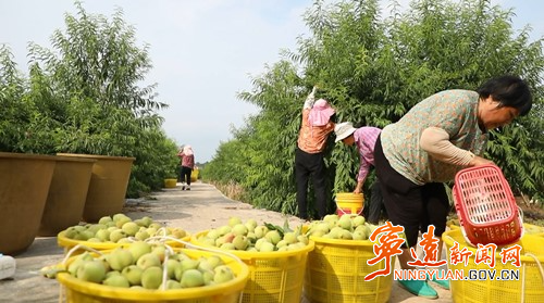 宁远：多元化种植获丰收  果蔬套种兼作助增效3_副本500.jpg