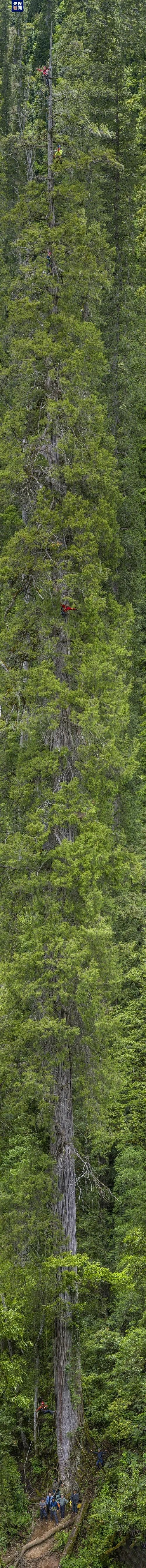 101.2米一镜到底！藏南亚洲最高树等身照发布