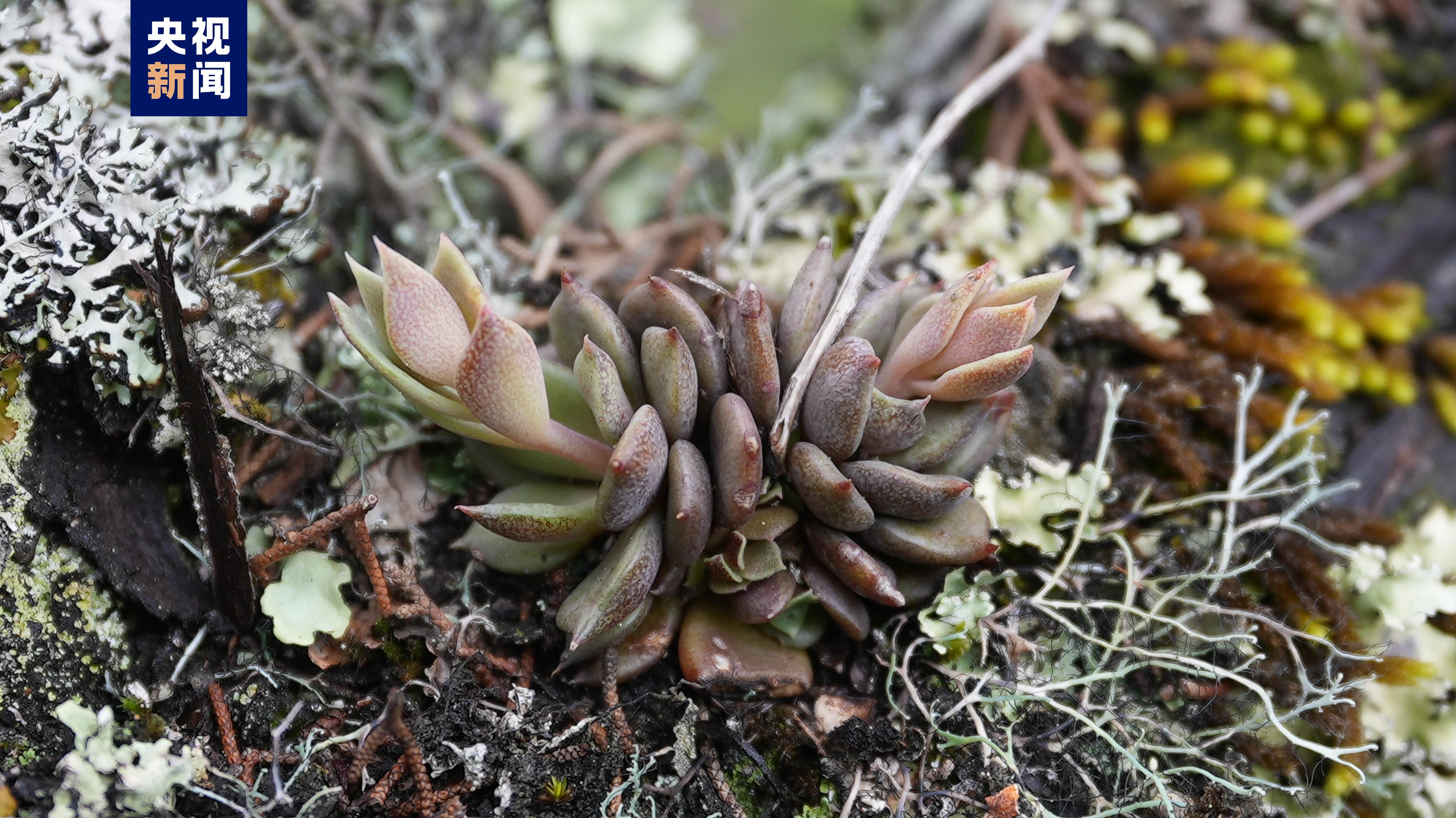 抬头看这棵千年巨树好高