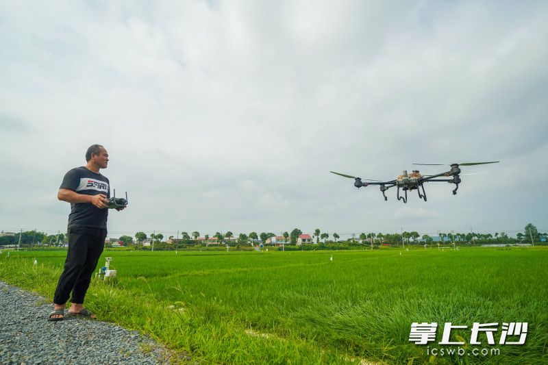 种植户邓宏灿操控农用无人机。