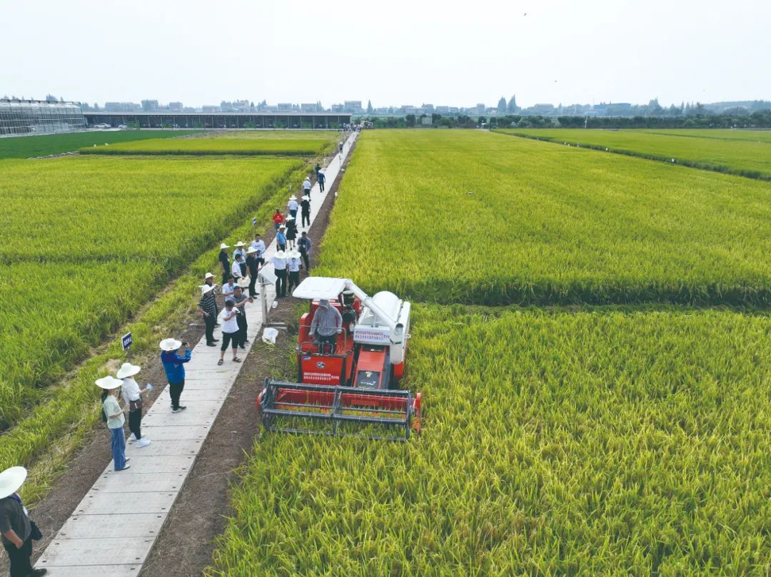 我区全球首个再生稻无人农场喜获丰收《中国科学报》头版头条发布