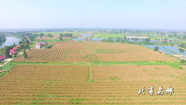 玉米5.jpg