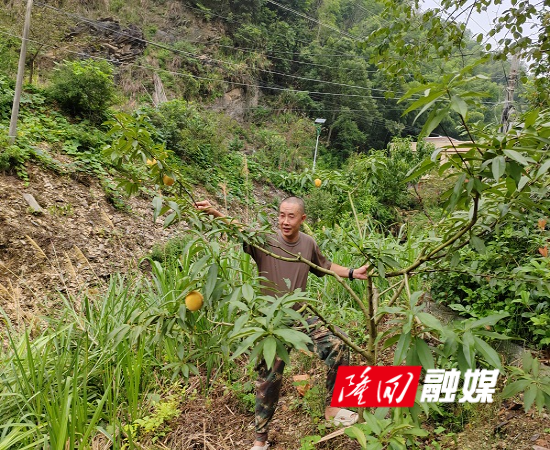 冬桃.jpg