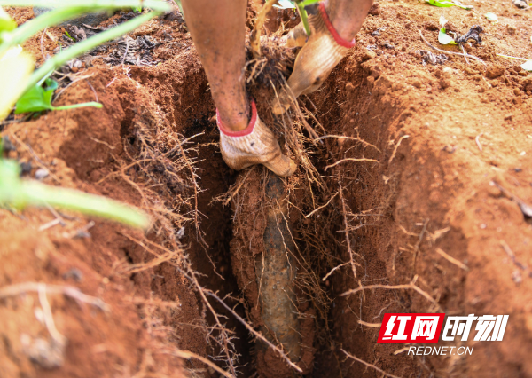  2023年8月27日，在湖南省永州市道县祥霖铺镇洞尾村，村民在采挖淮山。 (18).jpg