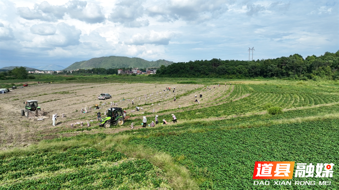 道县:红薯喜丰收 农户收获忙5_副本.bmp 道县:红薯喜丰收 农户收获忙5_副本.bmp